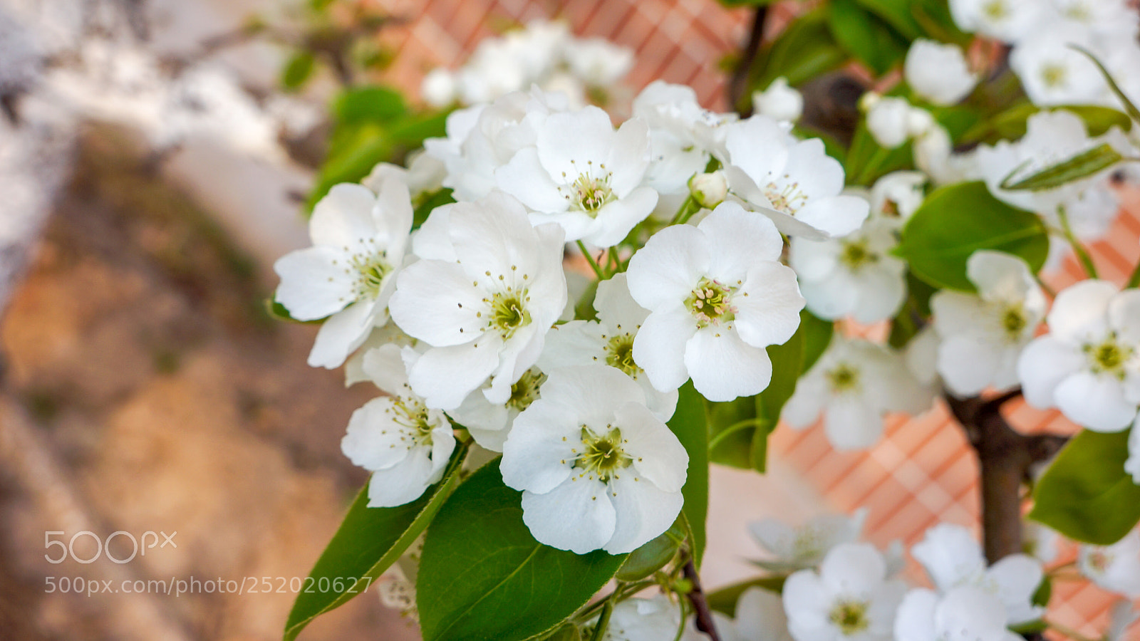 Sony Alpha NEX-7 sample photo. Untitled photography