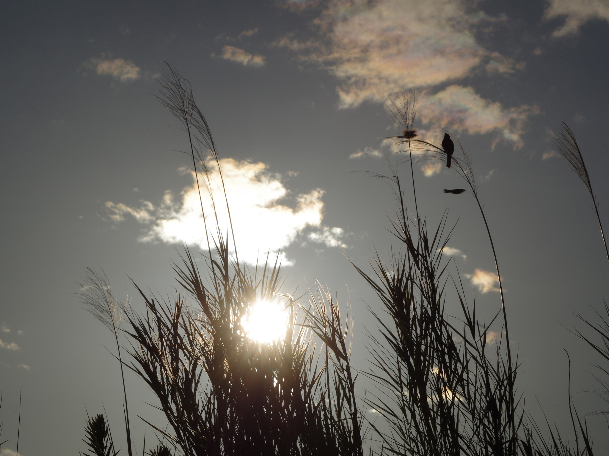 Pentax K-01 sample photo. Birds on  sunset photography