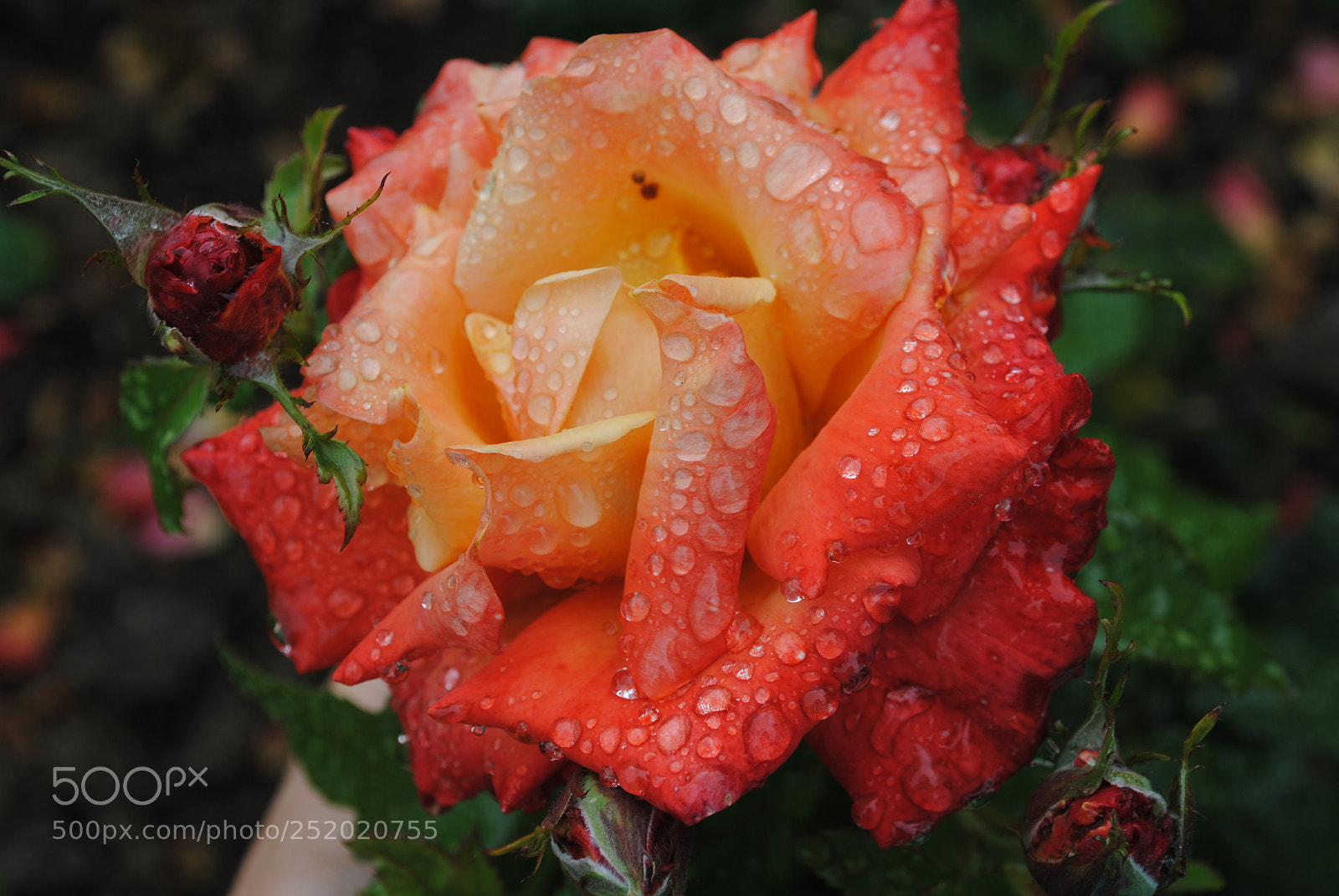 Nikon D3000 sample photo. Flowers photography
