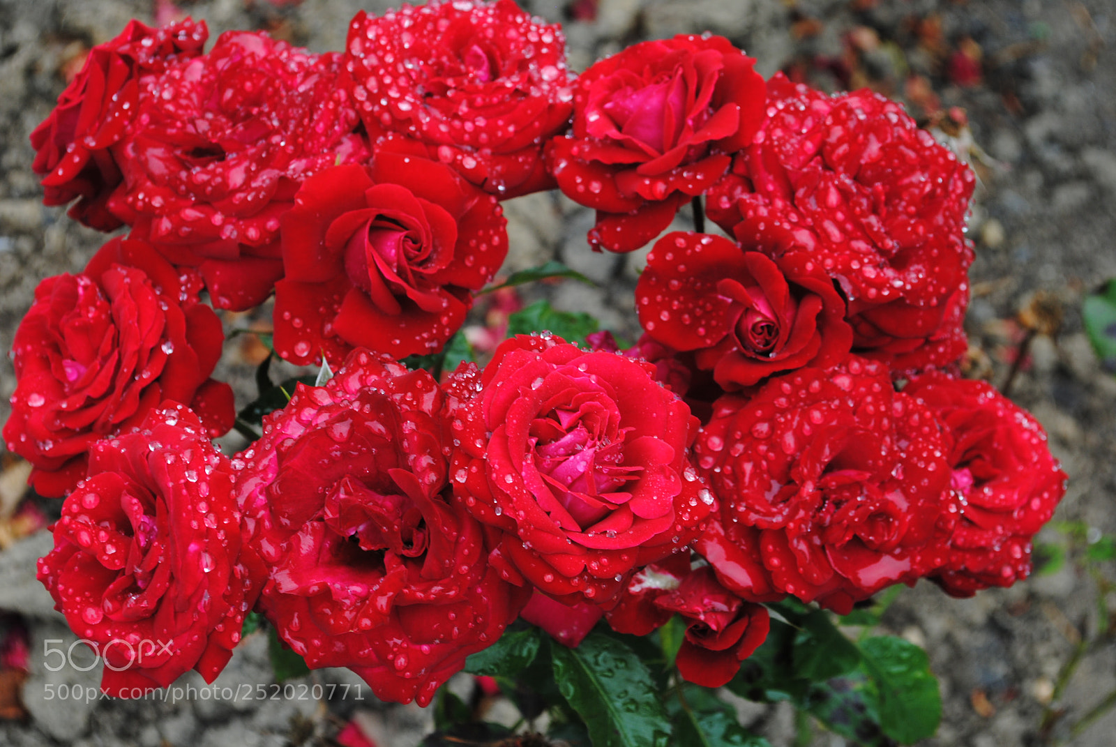 Nikon D3000 sample photo. Flowers photography