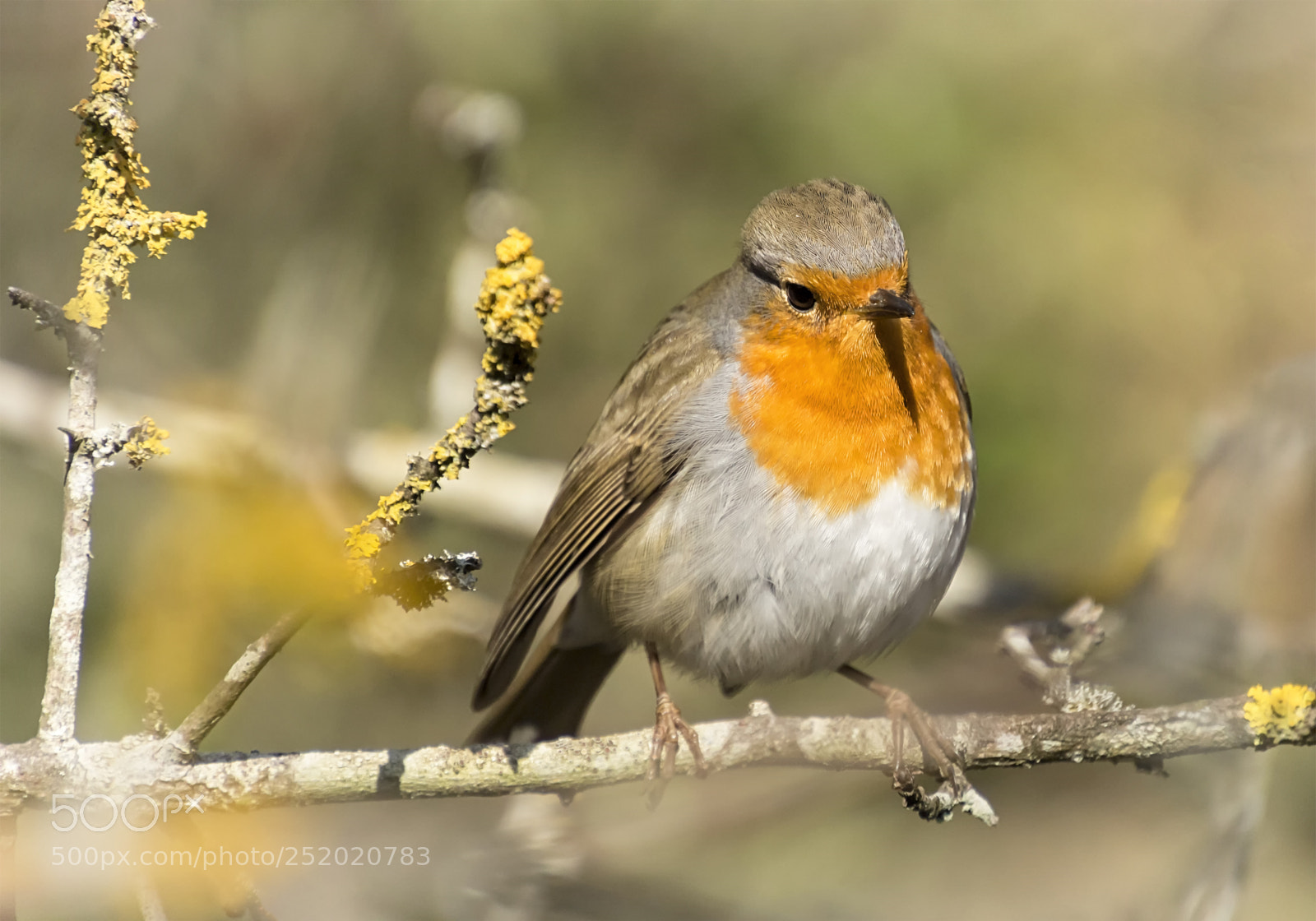 Canon EOS 100D (EOS Rebel SL1 / EOS Kiss X7) sample photo. Erithacus rubecula... photography