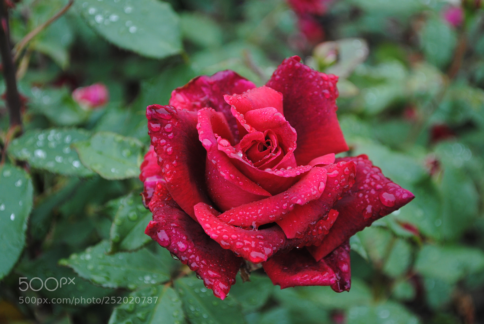 Nikon D3000 sample photo. Flowers photography