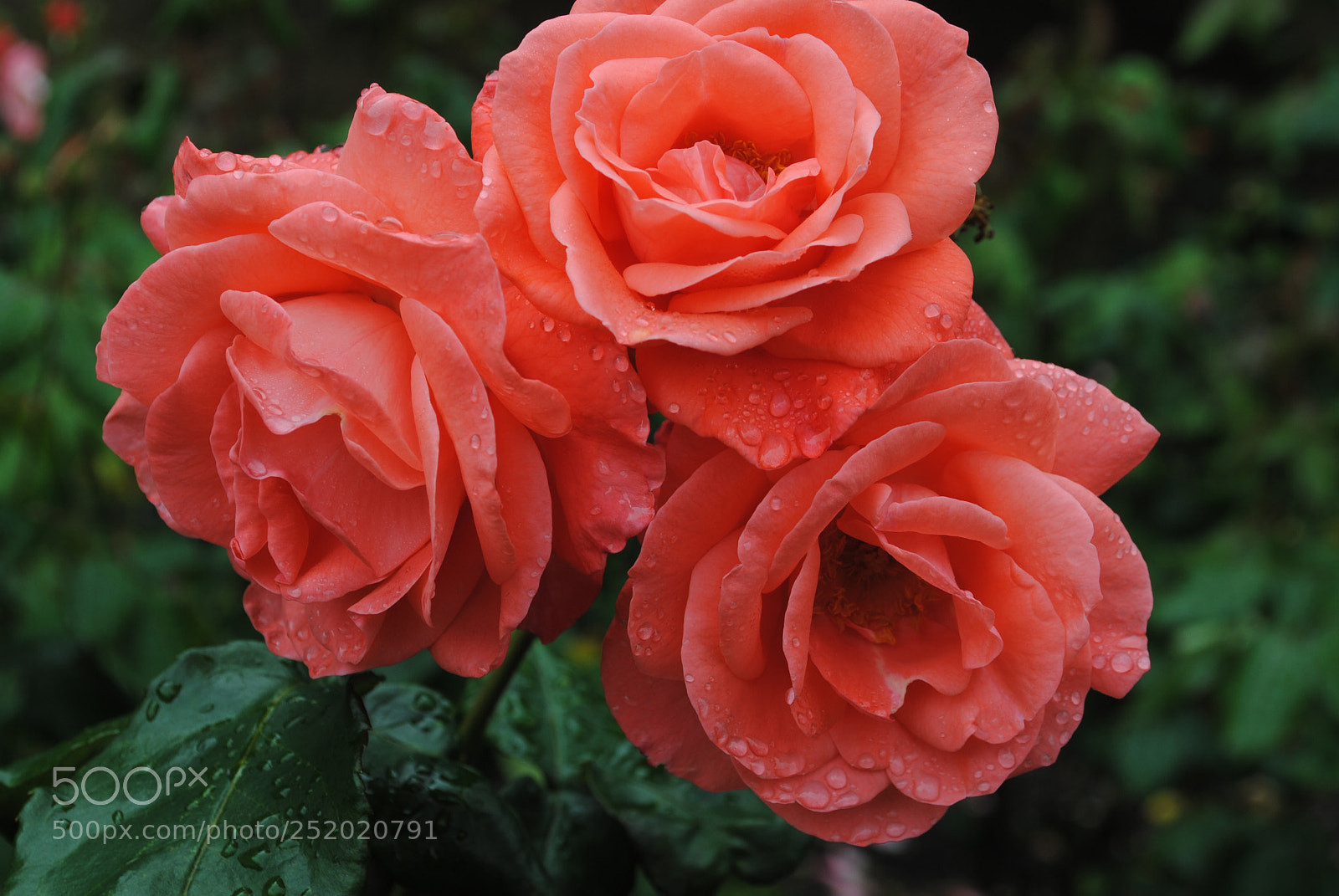 Nikon D3000 sample photo. Flowers photography