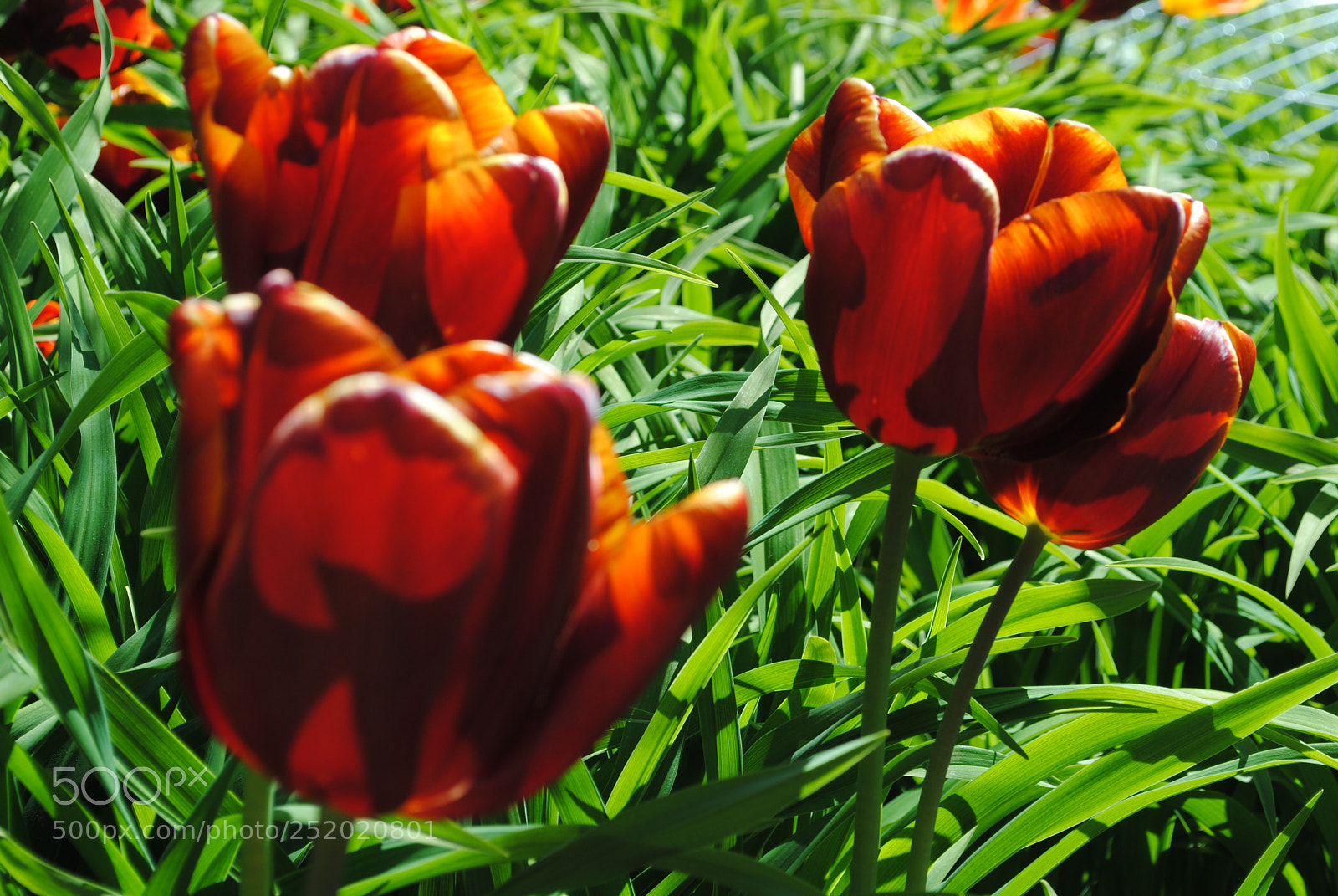 Nikon D3000 sample photo. Flowers photography