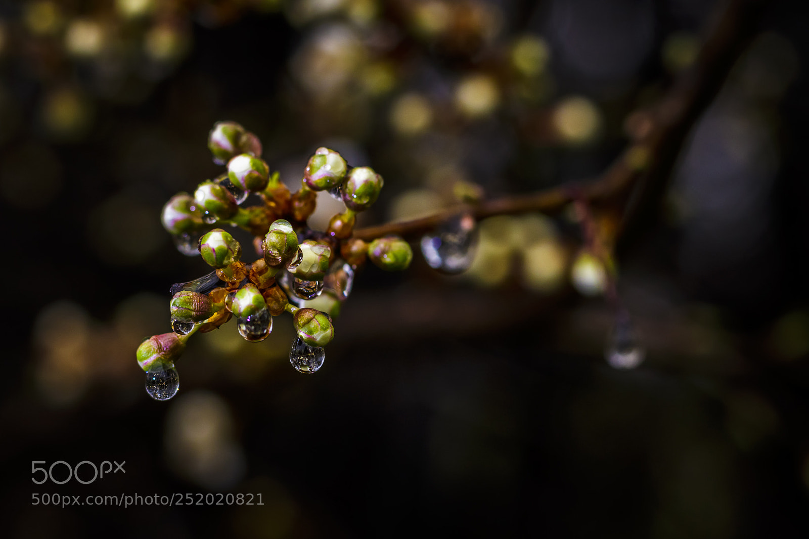 Canon EOS 760D (EOS Rebel T6s / EOS 8000D) sample photo. Rainy day photography