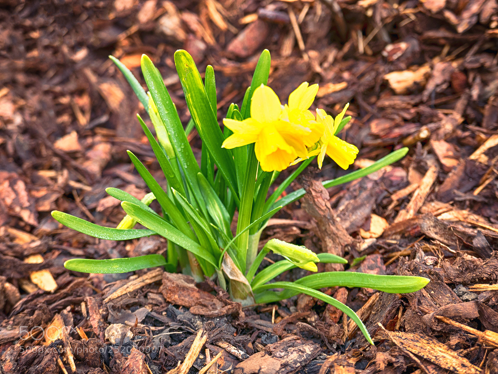 Panasonic Lumix DMC-LX100 sample photo. Yellow flower growing in photography
