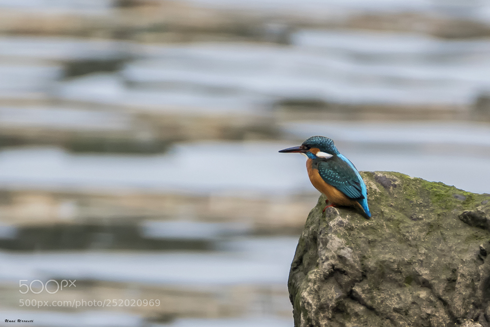 Canon EOS 77D (EOS 9000D / EOS 770D) sample photo. Martin pescador. photography