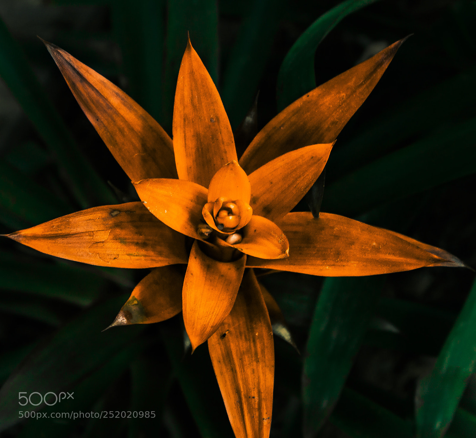 Canon EOS 500D (EOS Rebel T1i / EOS Kiss X3) sample photo. Bromeliad photography