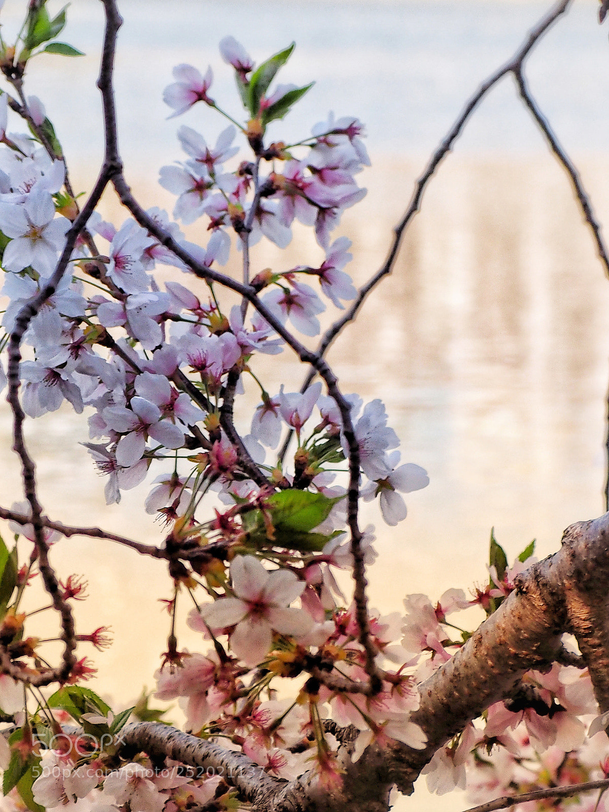 Olympus OM-D E-M1 sample photo. Japanese spring beauty 3 photography