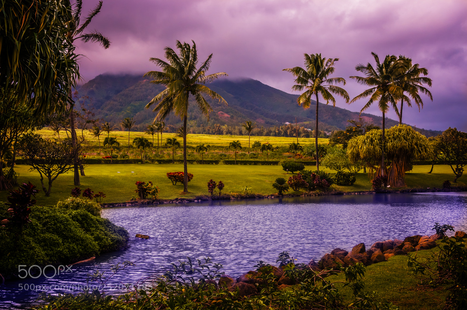 Nikon D300 sample photo. Tropical plantation photography