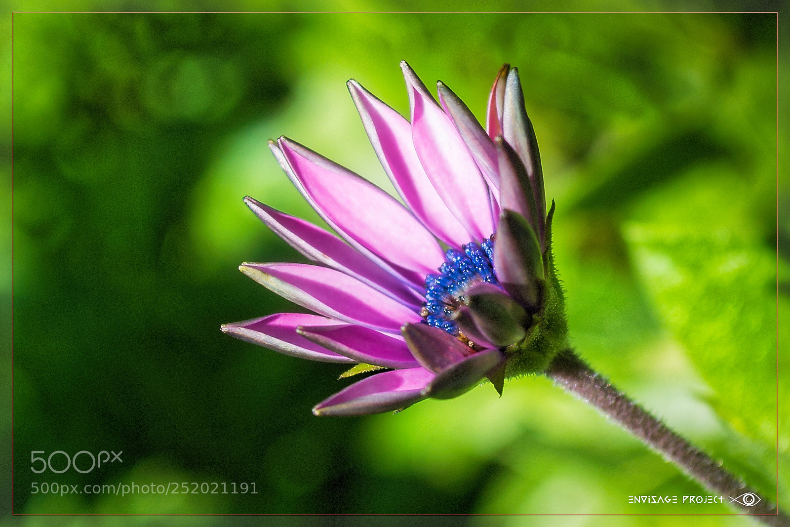Nikon D3100 sample photo. Pink daisy photography