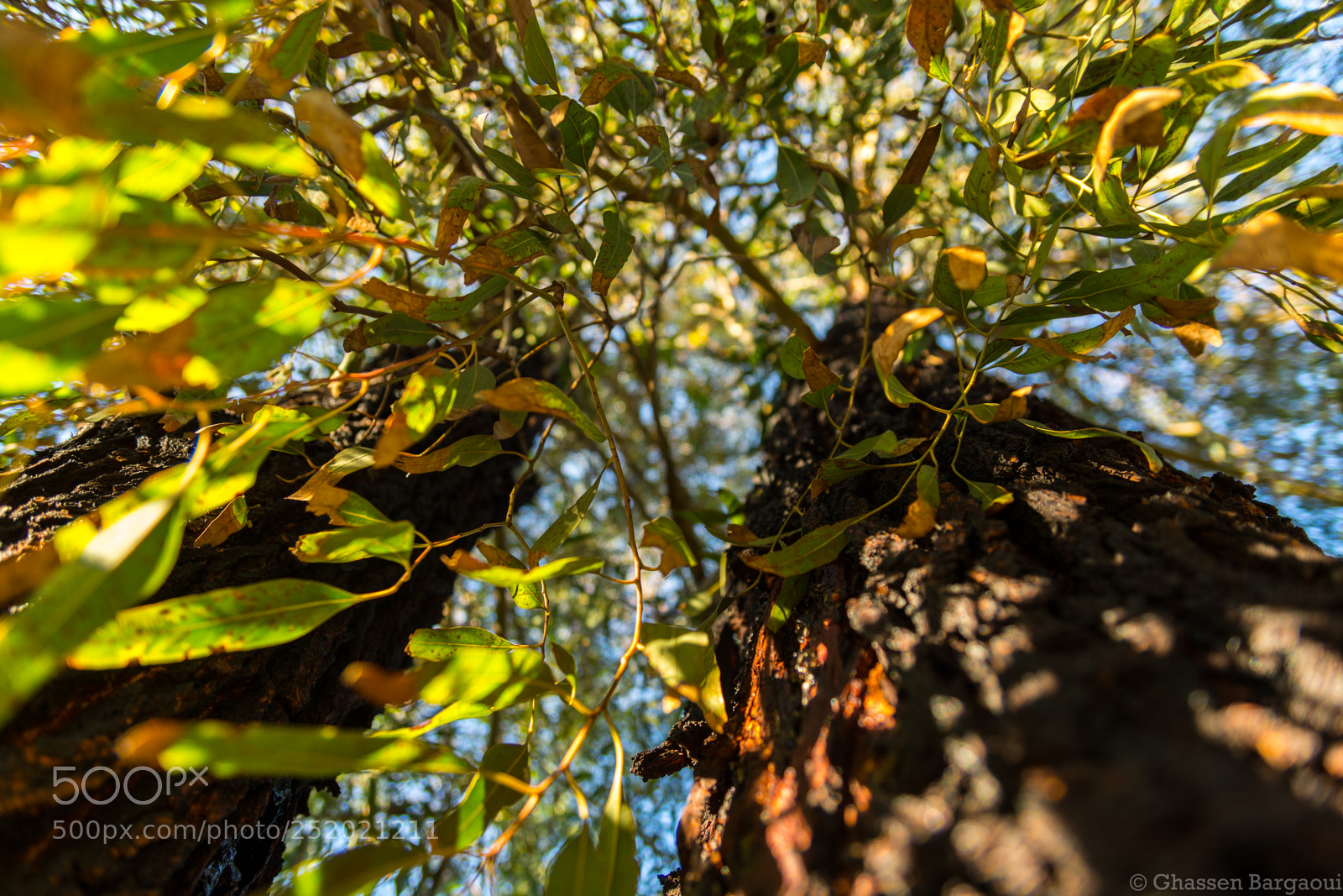 Nikon D7100 sample photo. Shadow photography