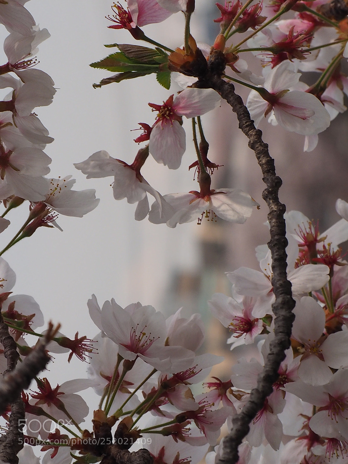 Olympus OM-D E-M1 sample photo. Spring time photography