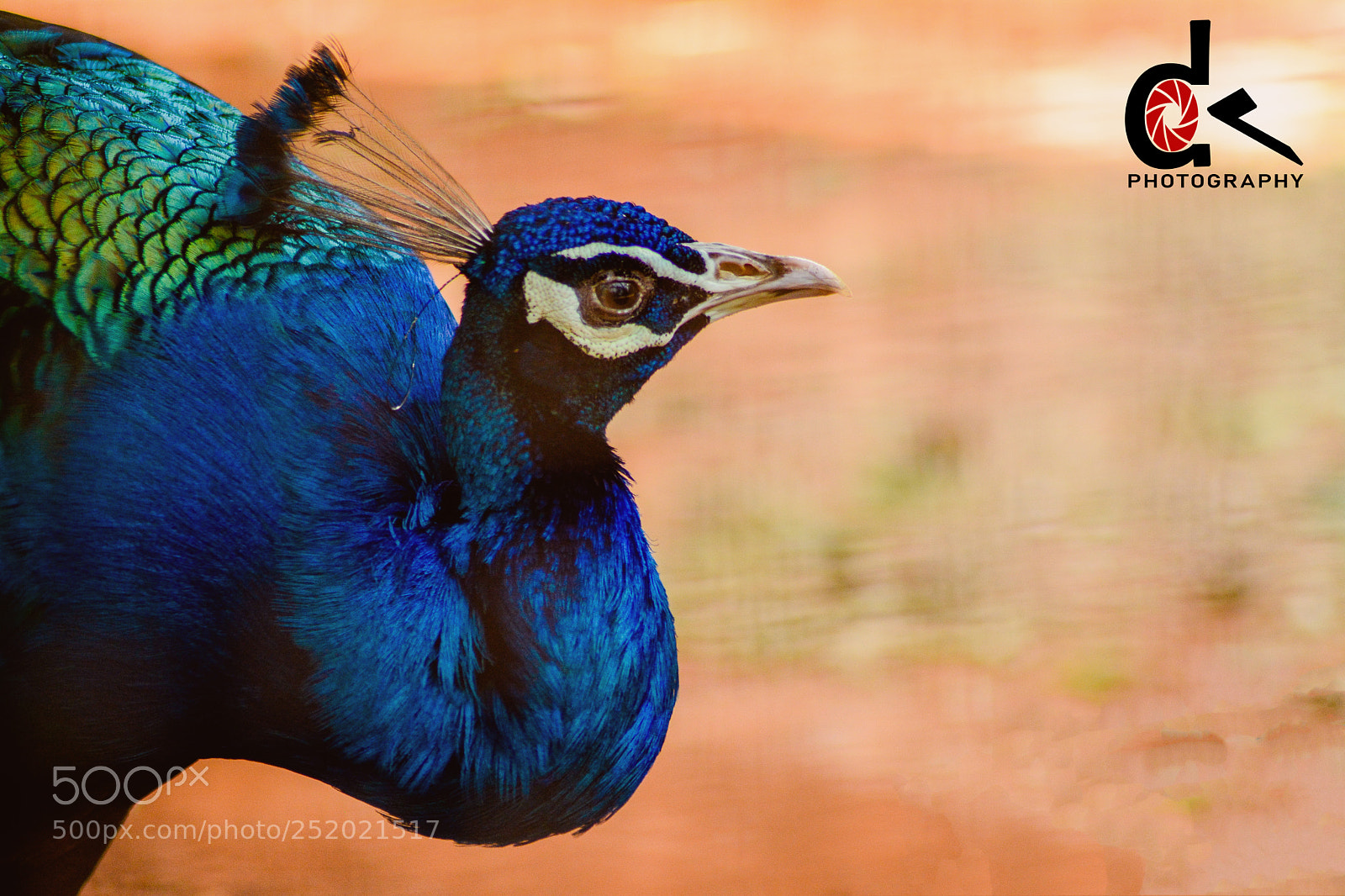 Nikon D5200 sample photo. Colorful peacock photography