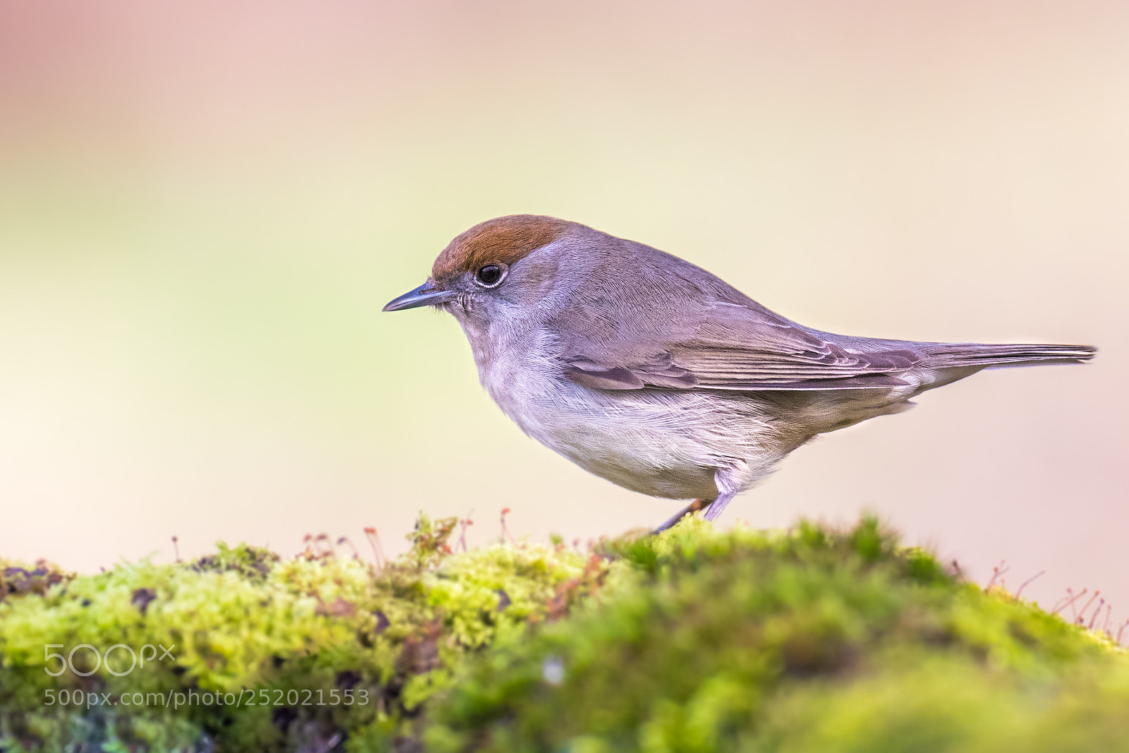 Canon EOS 80D sample photo. Eurasian blackcap photography