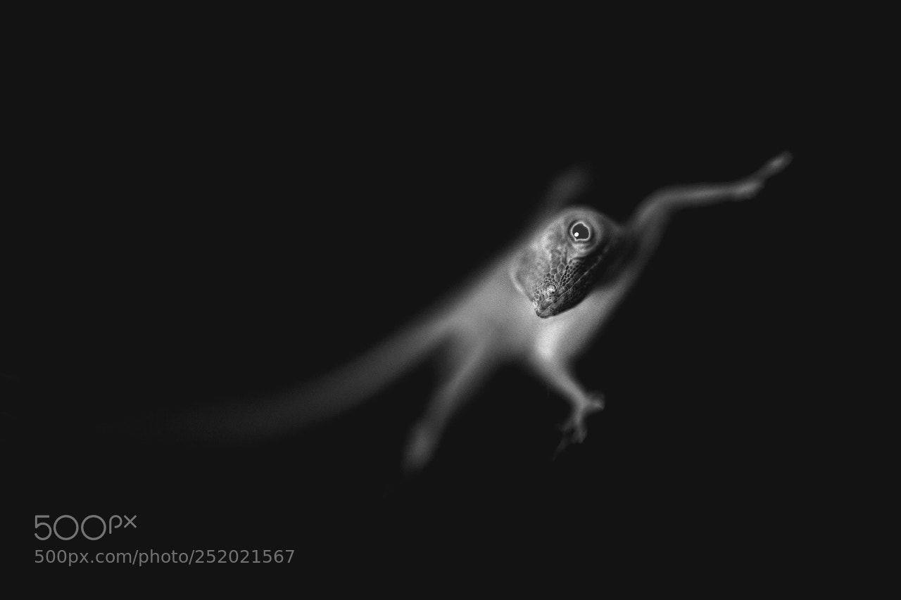 Canon EOS 70D sample photo. The lizard photography
