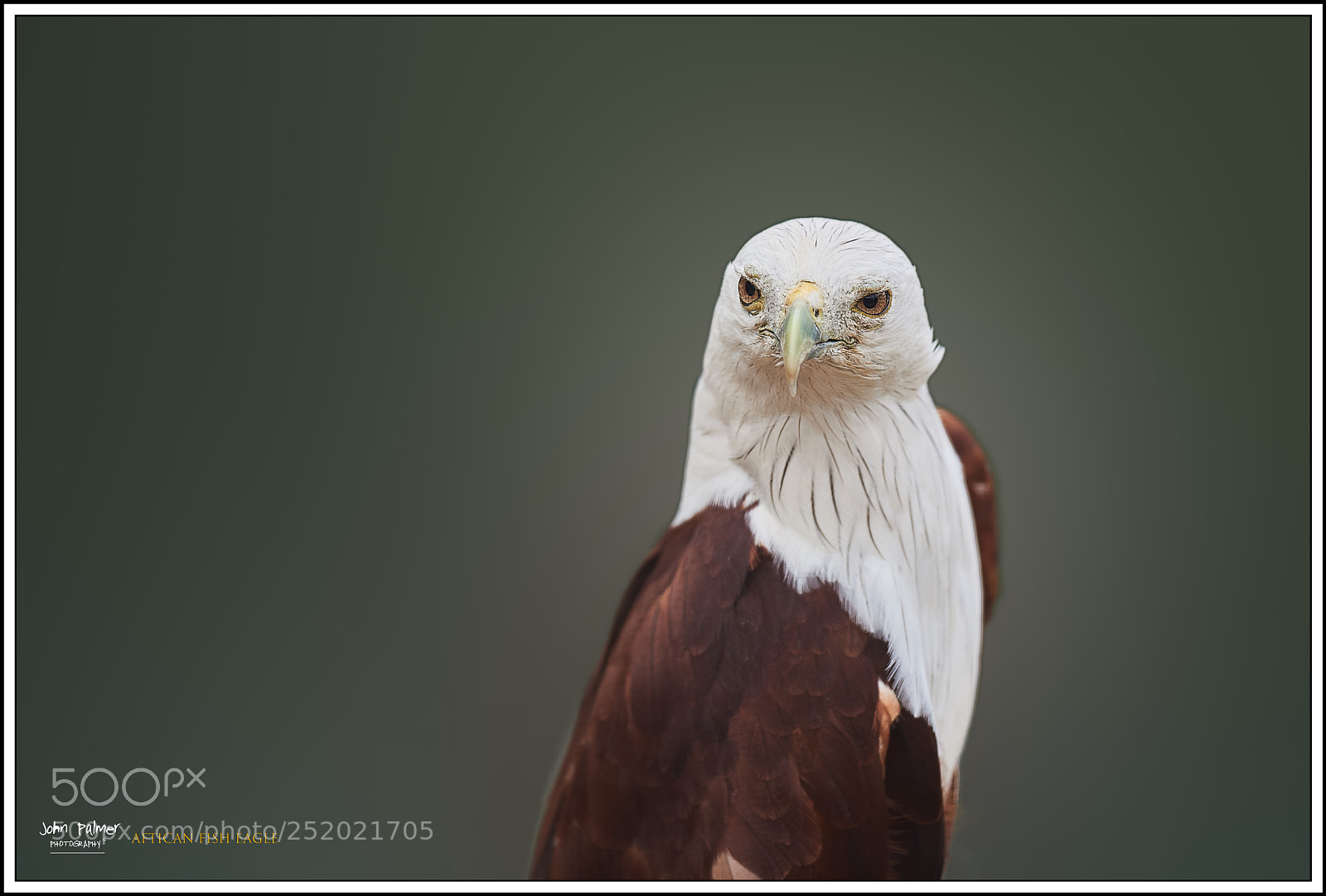 Nikon D810 sample photo. Portrait of an african photography