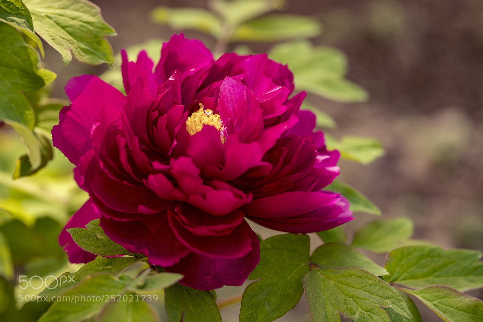 Canon EOS-1D X Mark II sample photo. 牡丹 photography