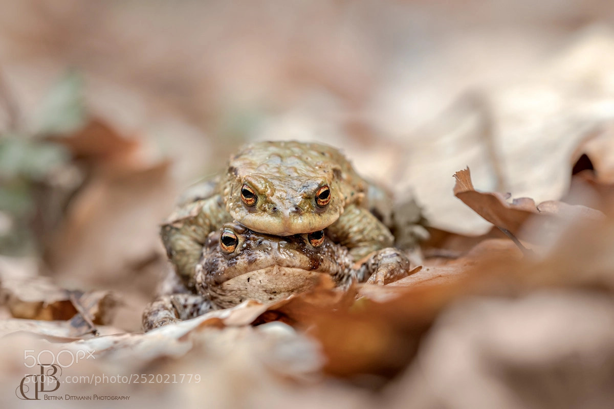 Canon EOS 5D Mark IV sample photo. Erwischt photography