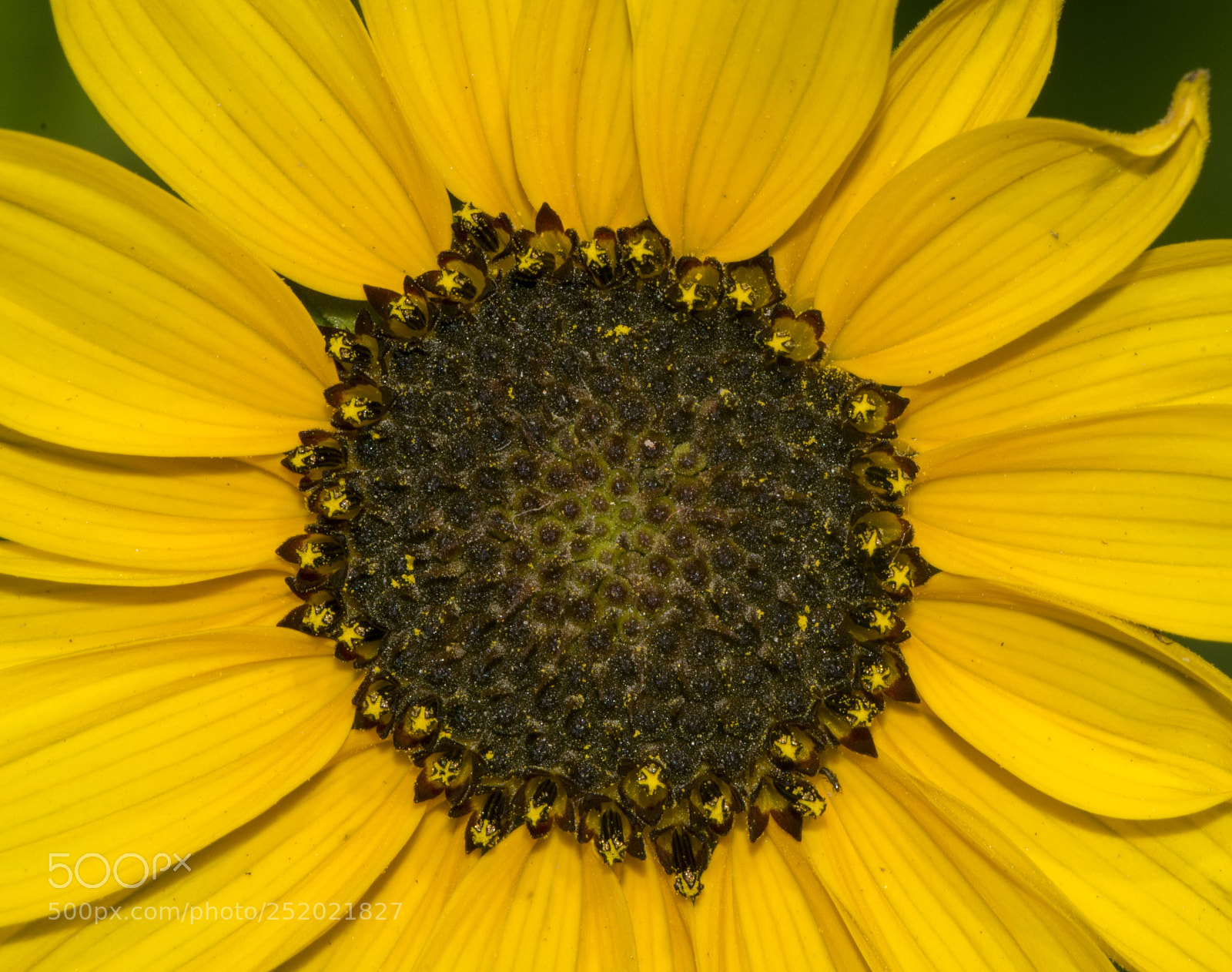 Nikon D5300 sample photo. Flower photography