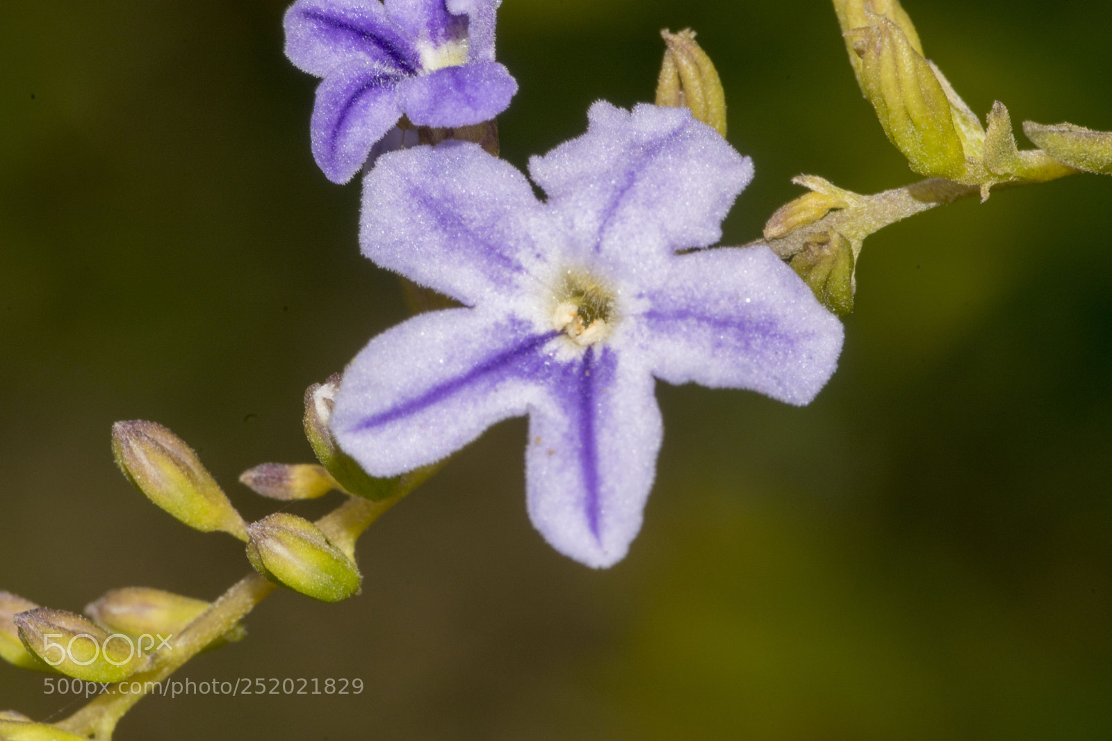 Nikon D5300 sample photo. Flower photography