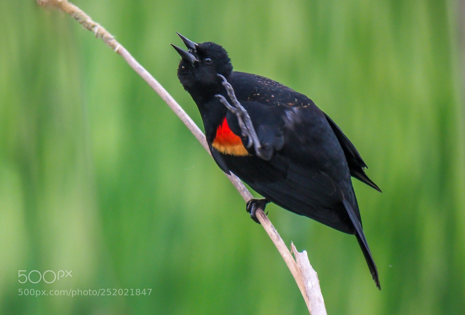 Olympus OM-D E-M1 Mark II sample photo. Red-winged blackbird photography