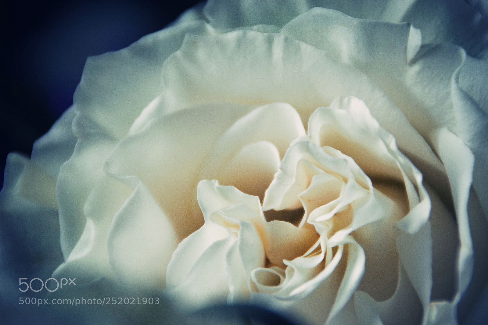 Nikon D3100 sample photo. Rose photography