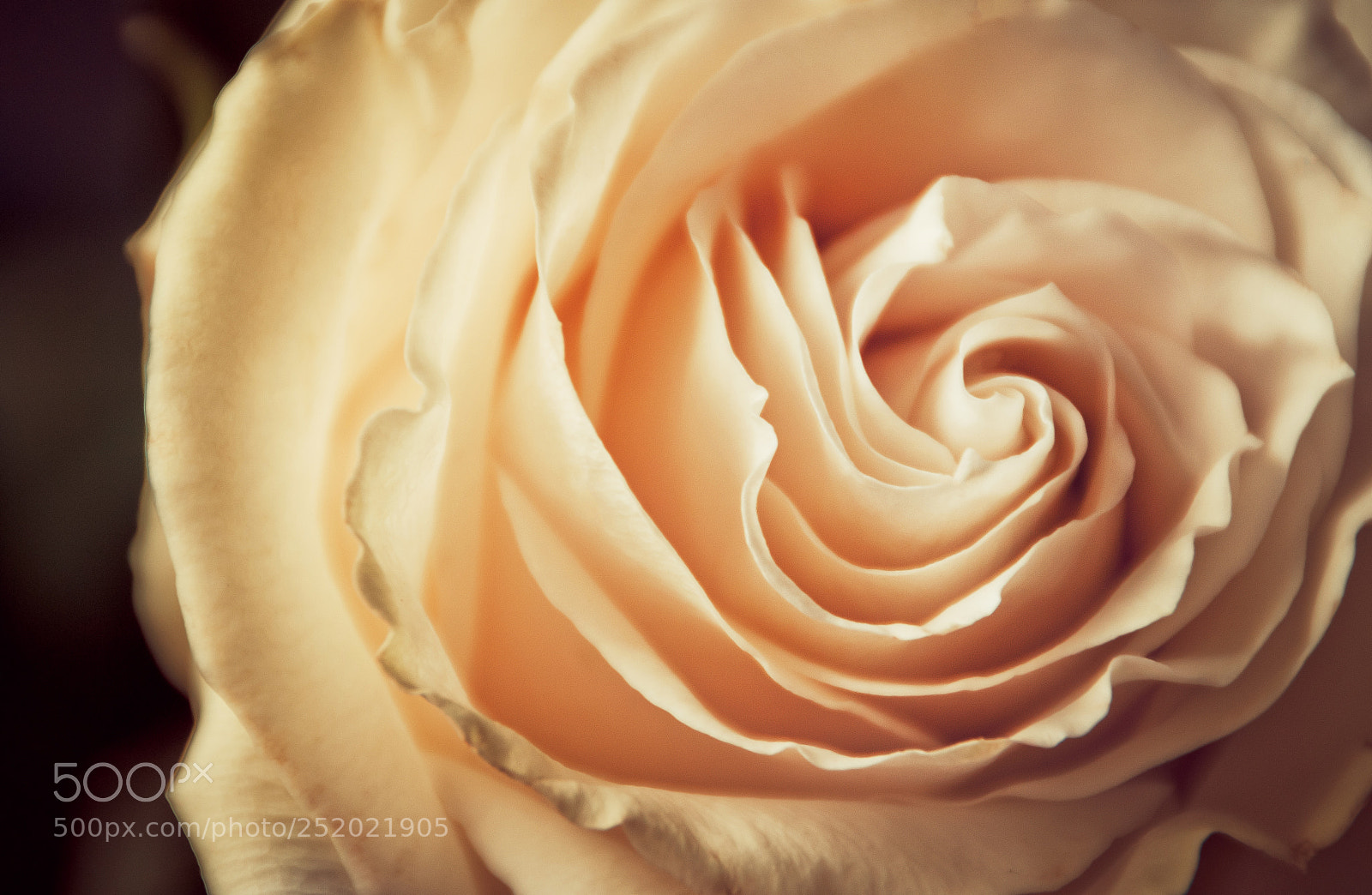 Nikon D3100 sample photo. Rose photography