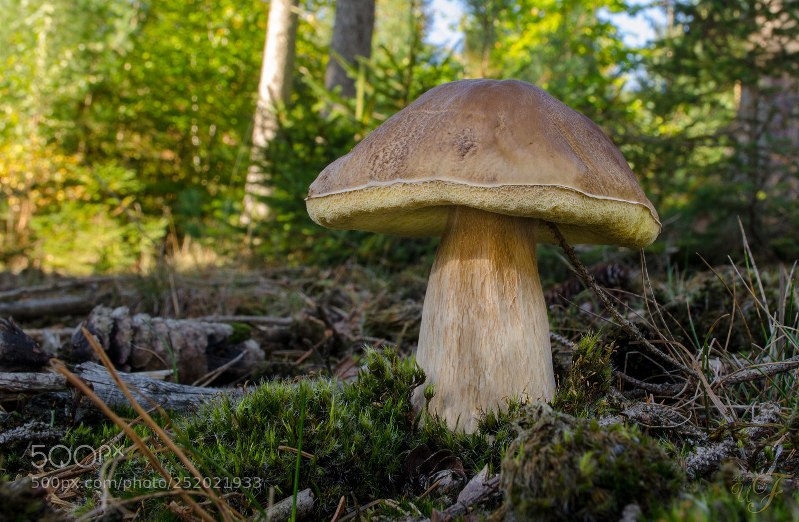 Nikon D5100 sample photo. Der steinpilz ! photography