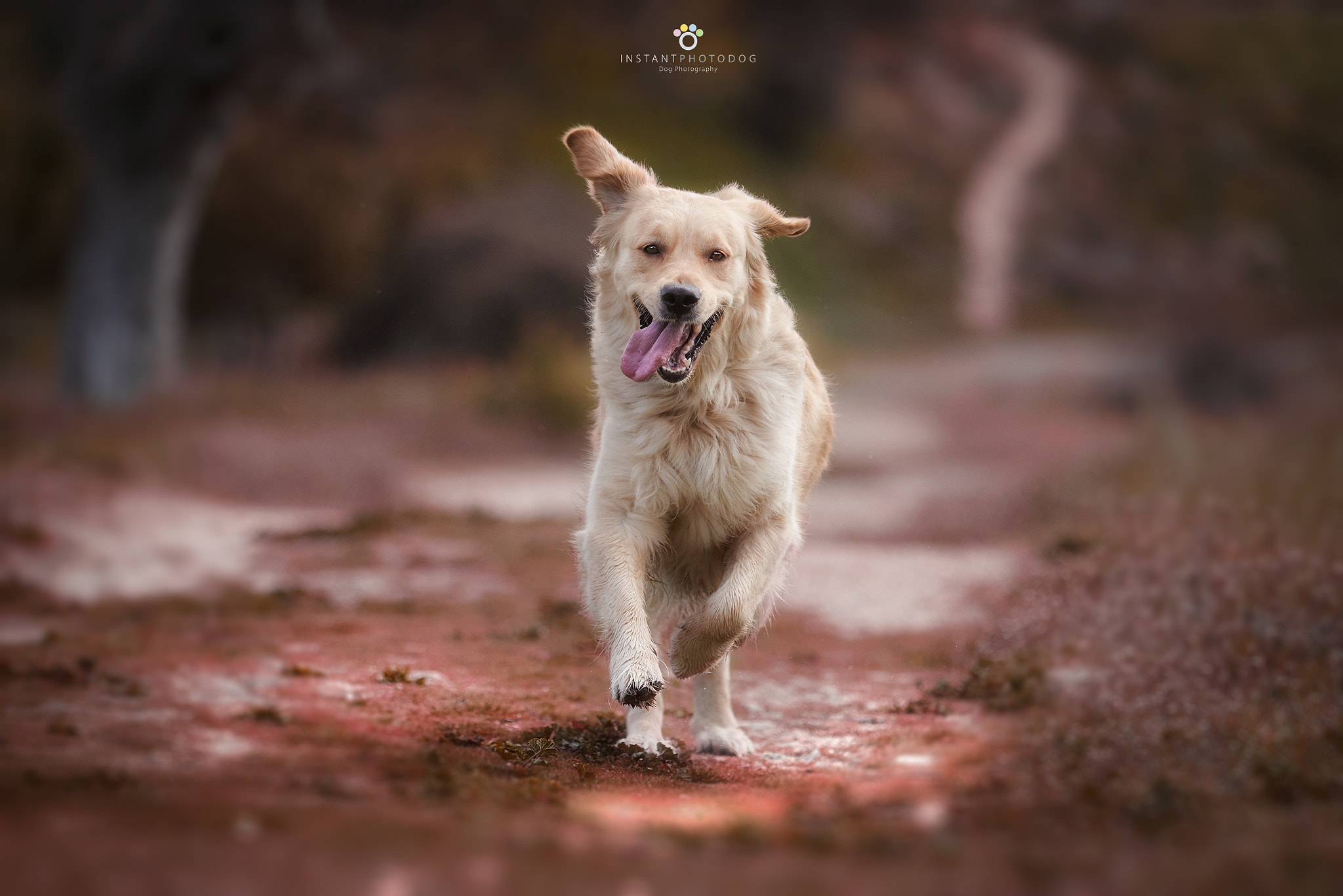 Canon EF 70-200mm F2.8L USM sample photo. Danna photography