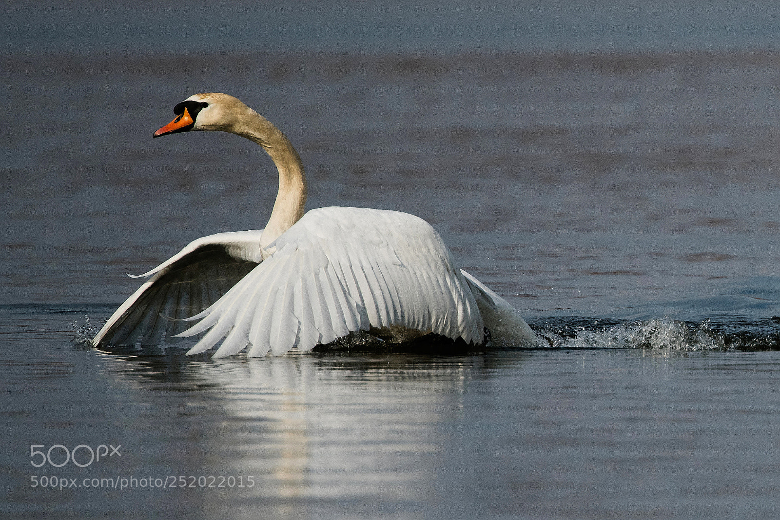 Nikon D850 sample photo. Swan photography