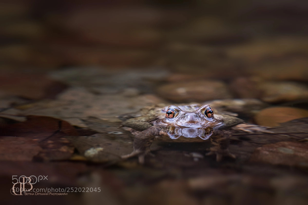 Canon EOS 5D Mark IV sample photo. Augenblicke photography