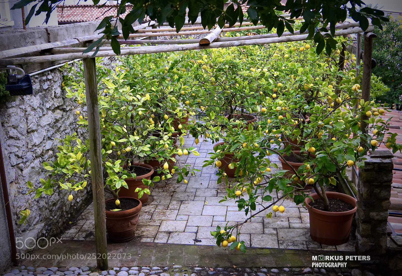 Pentax K-3 II sample photo. Limone.. photography