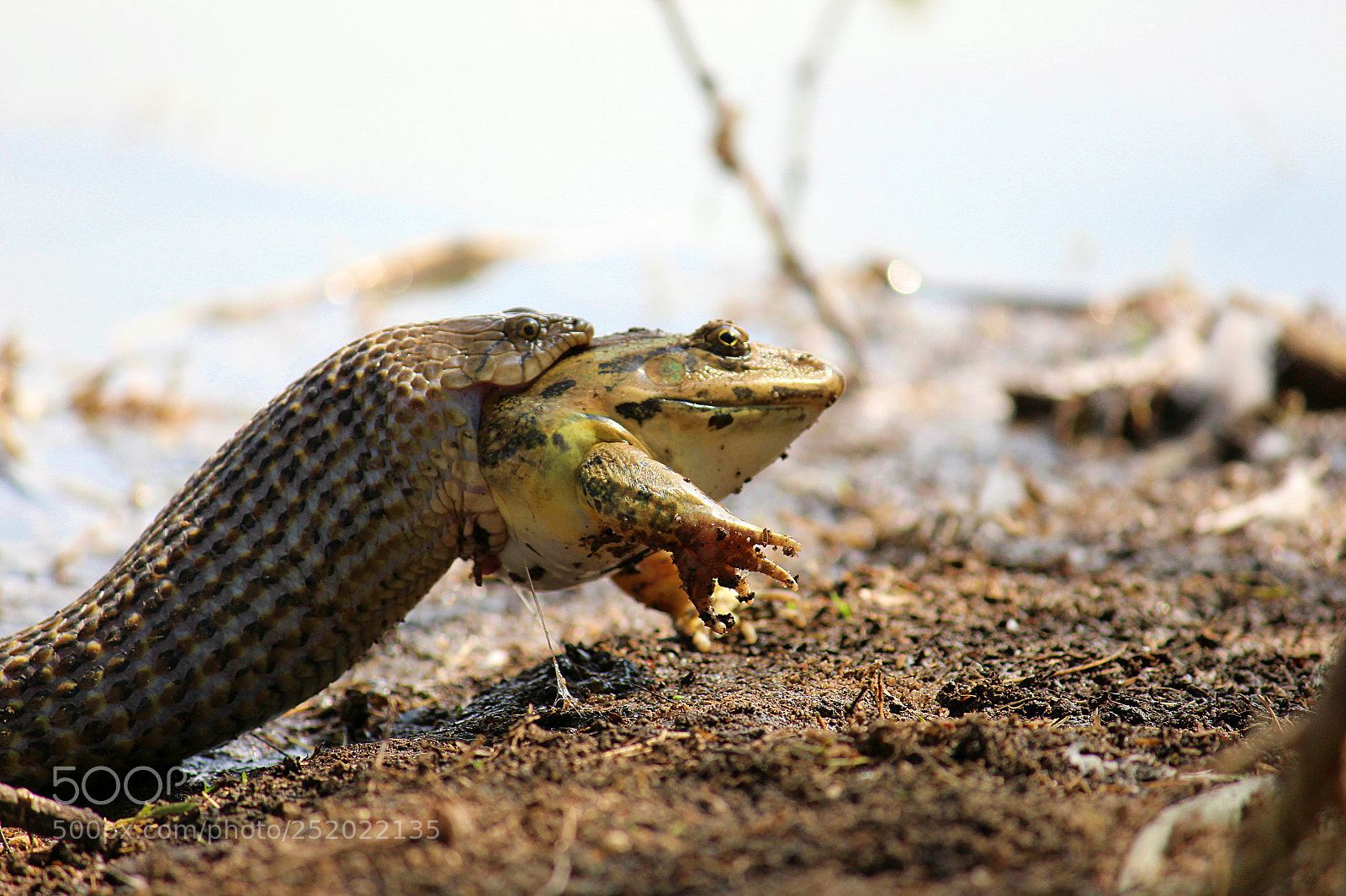 Canon EF-S 55-250mm F4-5.6 IS II sample photo. Water snake eating frog photography