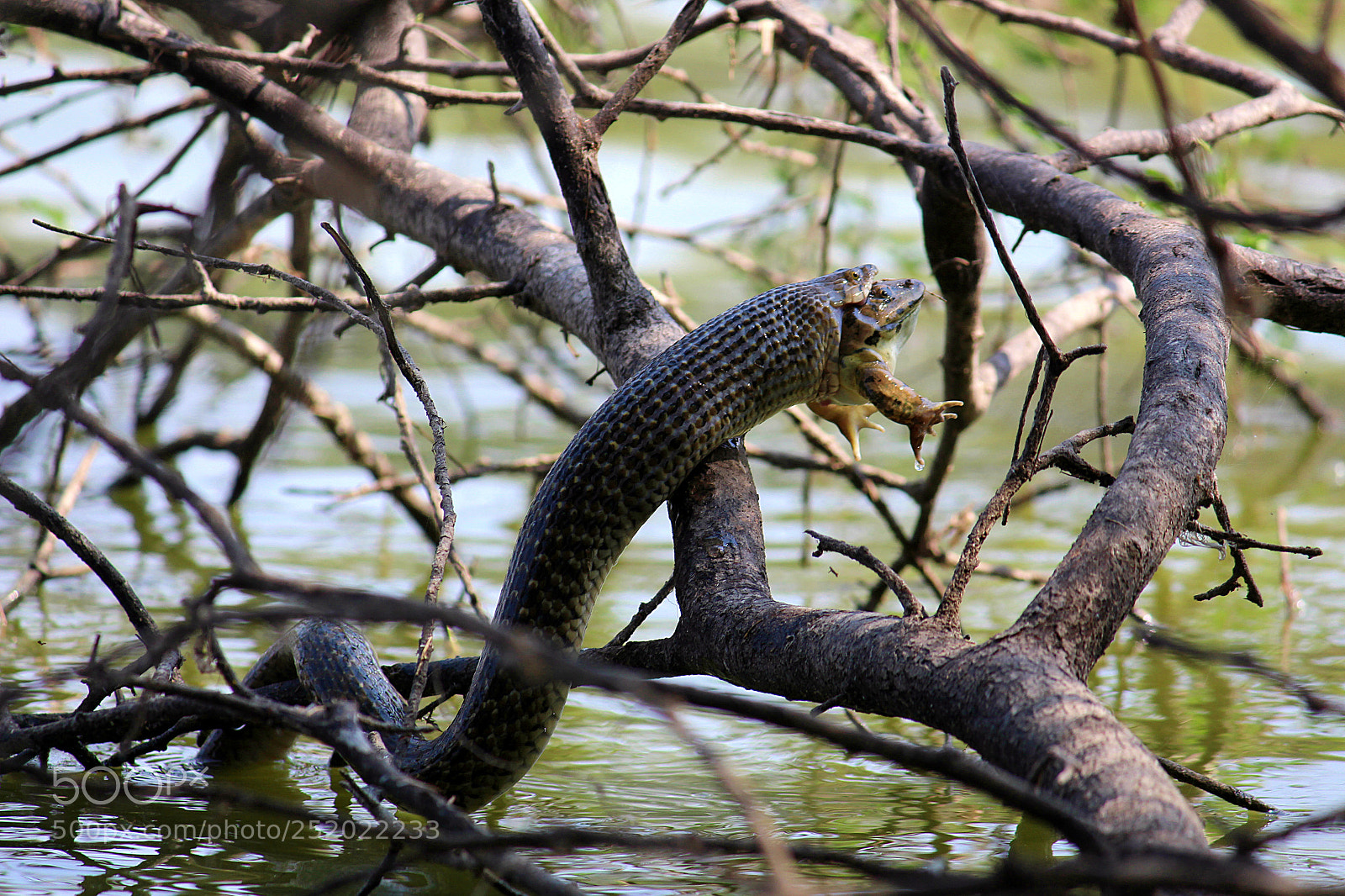 Canon EF-S 55-250mm F4-5.6 IS II sample photo. Water snake eating frog photography