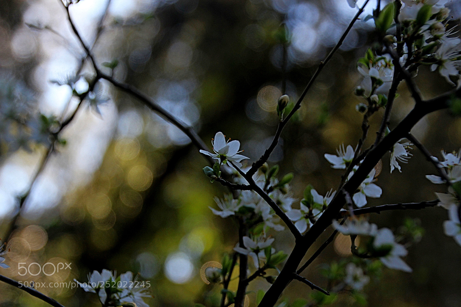 Canon EOS 600D (Rebel EOS T3i / EOS Kiss X5) sample photo. Flores photography