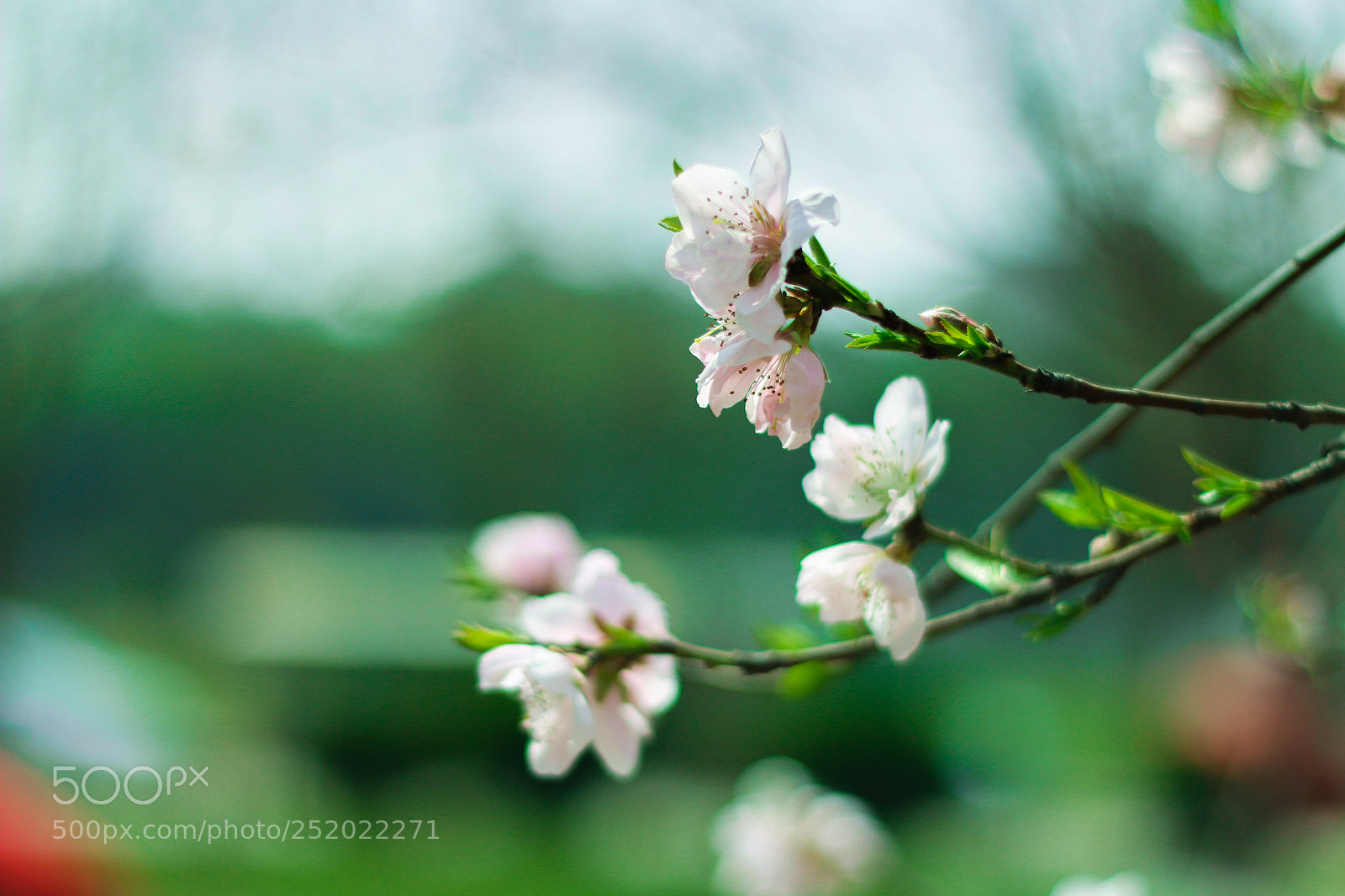 Canon EOS 70D sample photo. 绿色 photography