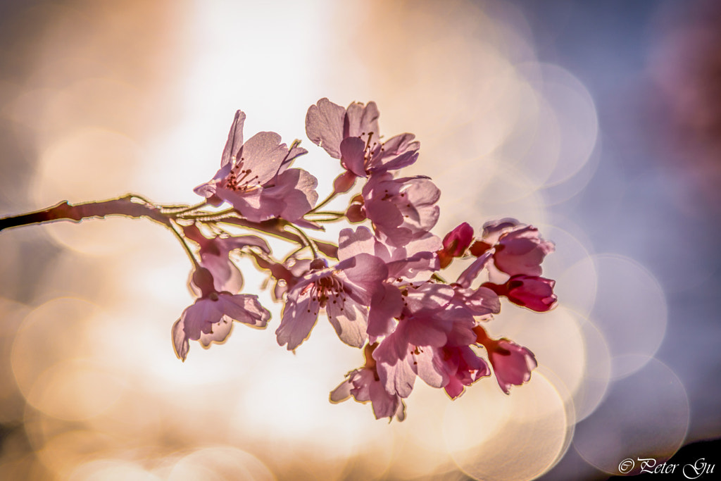 Cherry Blossom by Peter Gu on 500px.com