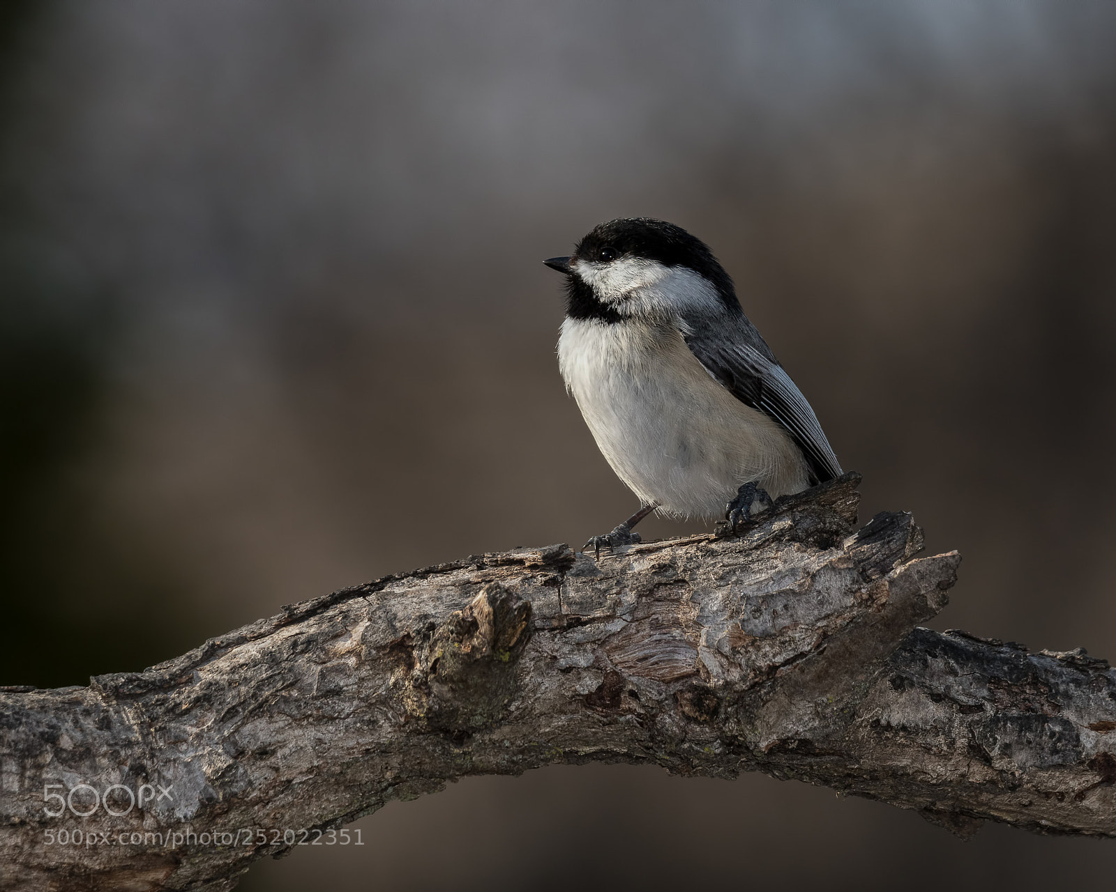 Nikon D850 sample photo. Chickadee photography