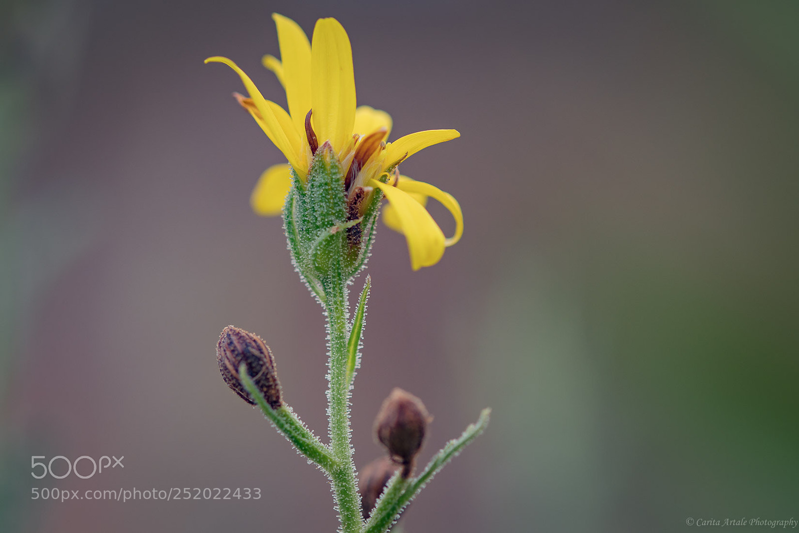 Nikon D500 sample photo. Yellow shades photography