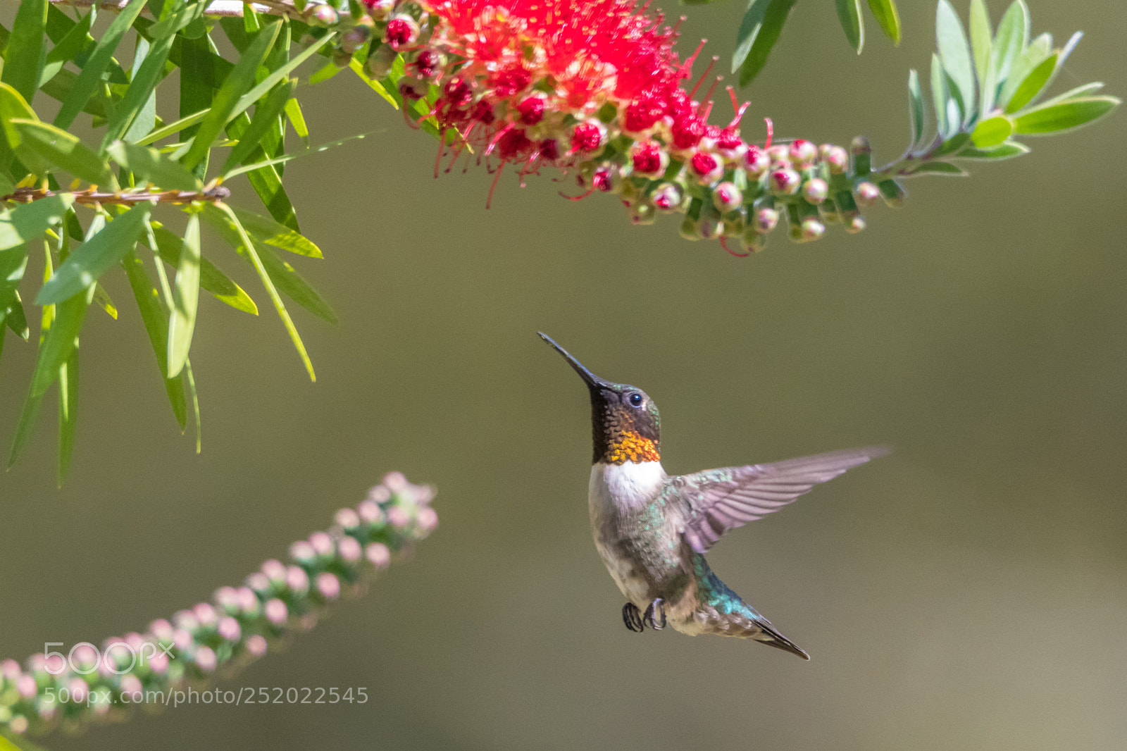 Nikon D500 sample photo. Hummingbird photography