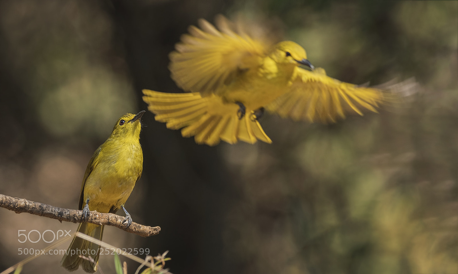 Nikon D500 sample photo. Yellow browed bulbul photography