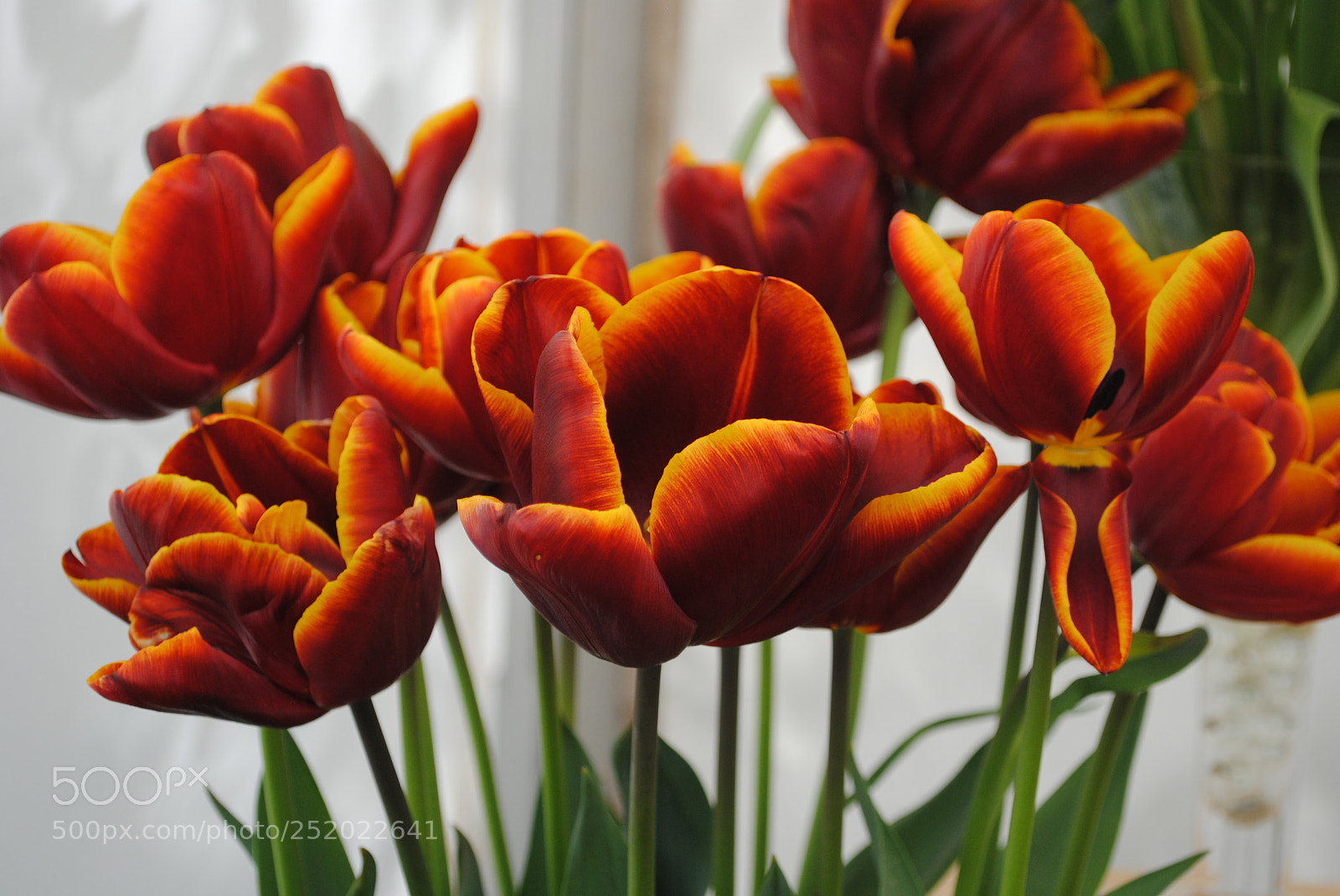 Nikon D3000 sample photo. Tulips photography
