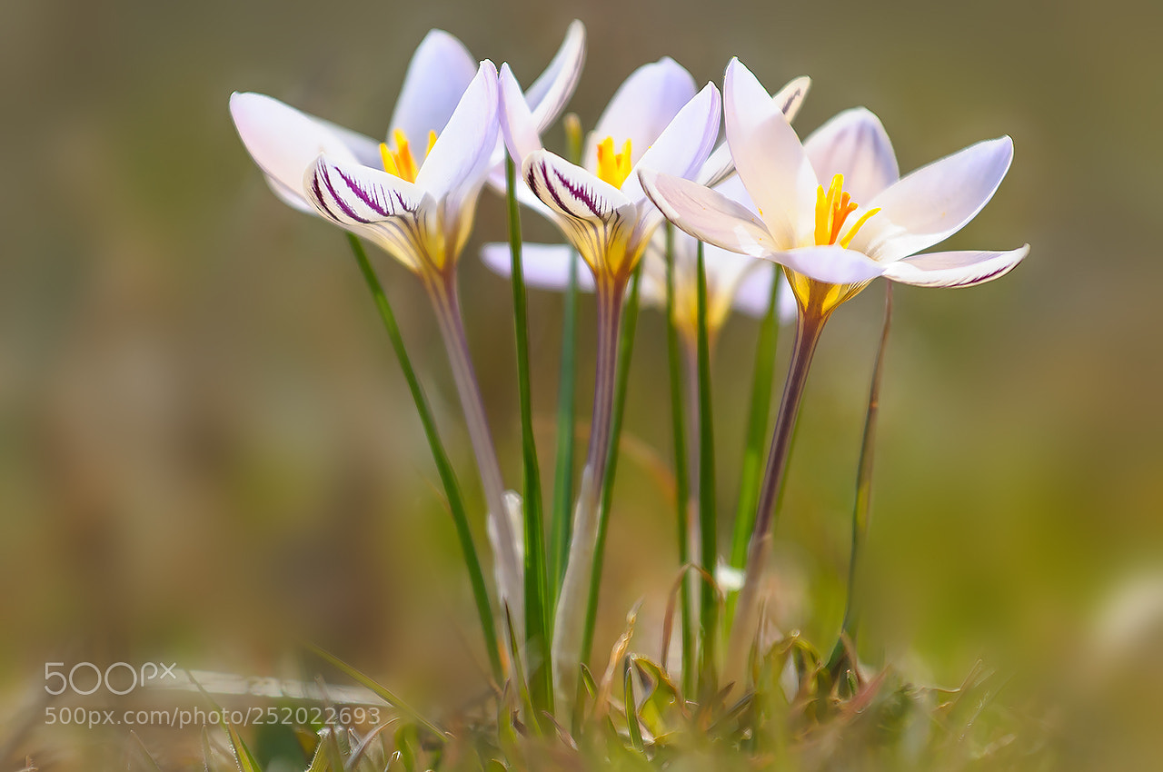 Nikon D300 sample photo. Crocuses photography