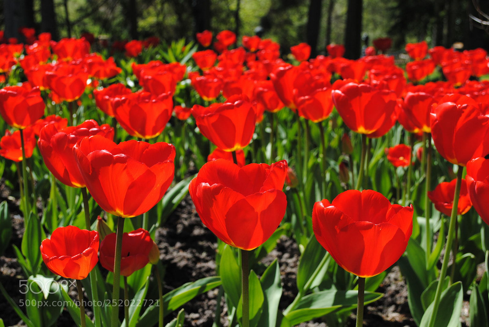 Nikon D3000 sample photo. Tulips photography