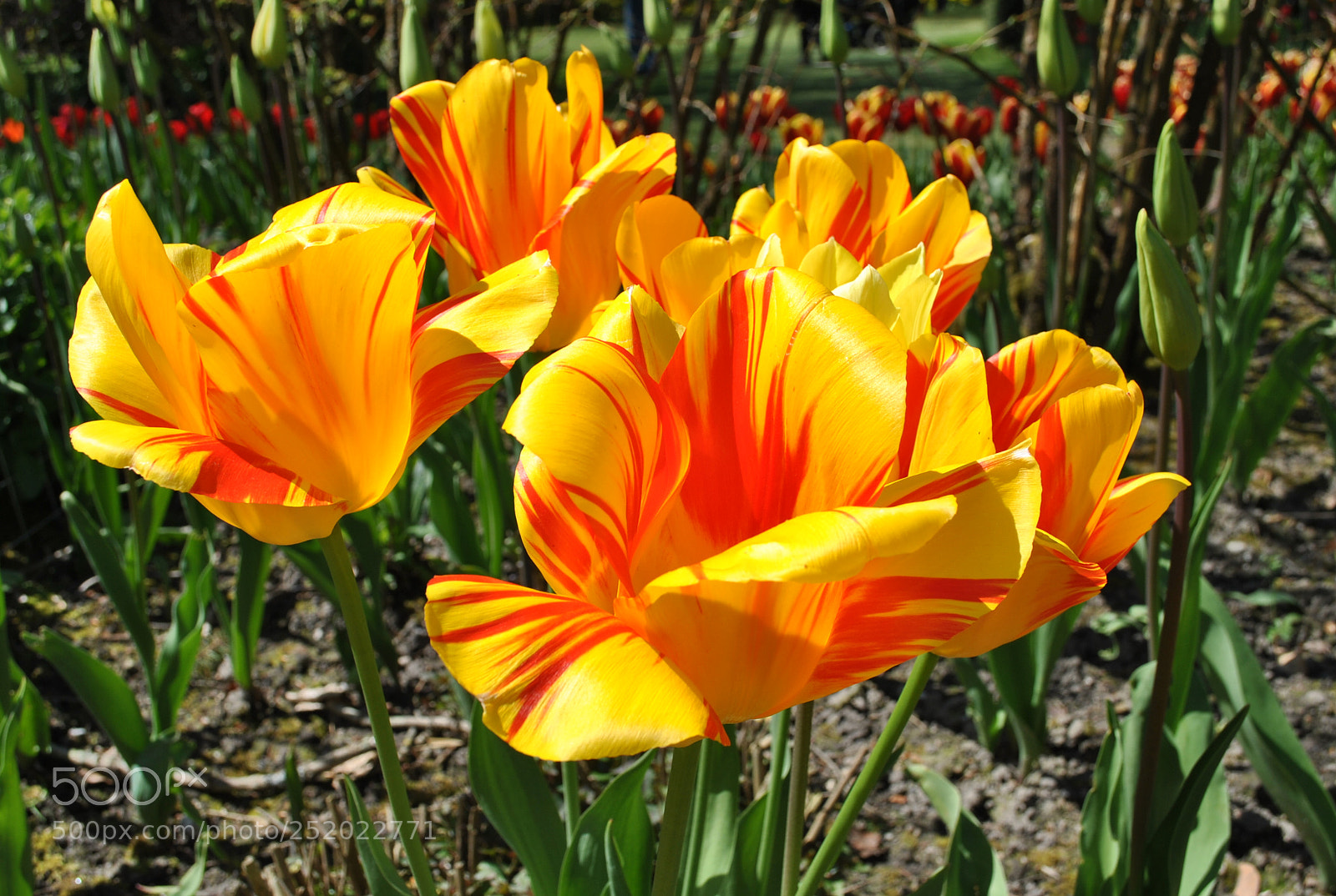 Nikon D3000 sample photo. Tulips photography