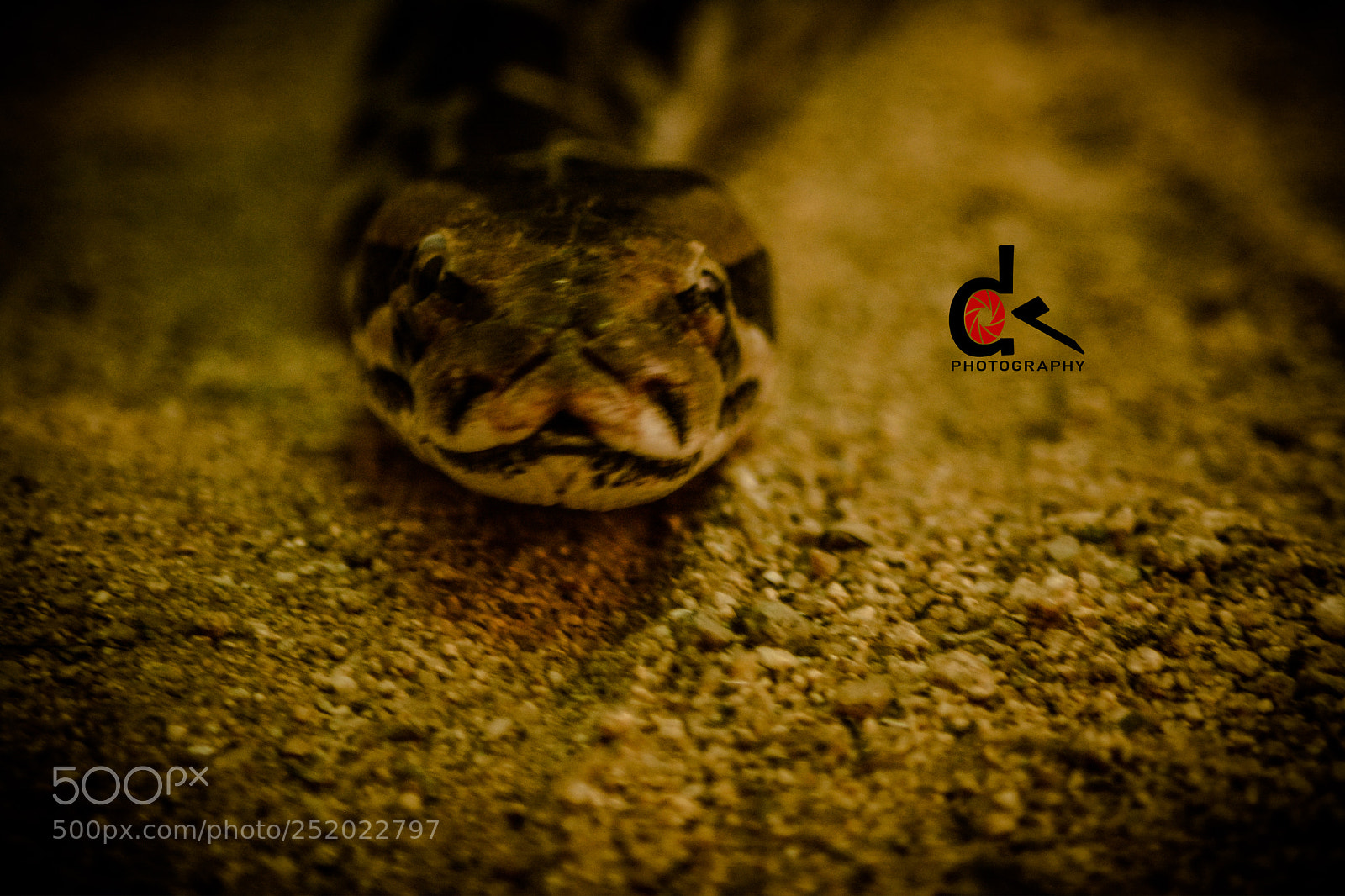 Nikon D5200 sample photo. Snake photography