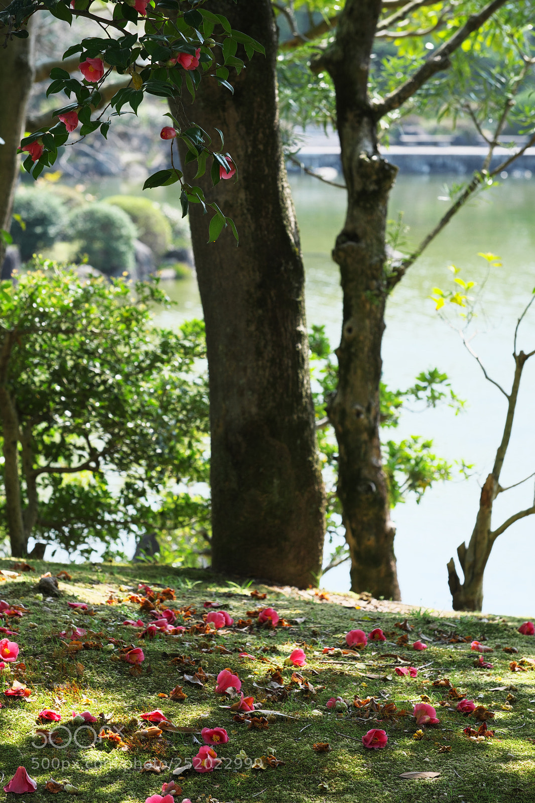 Fujifilm X-T2 sample photo. Camellia & moss photography