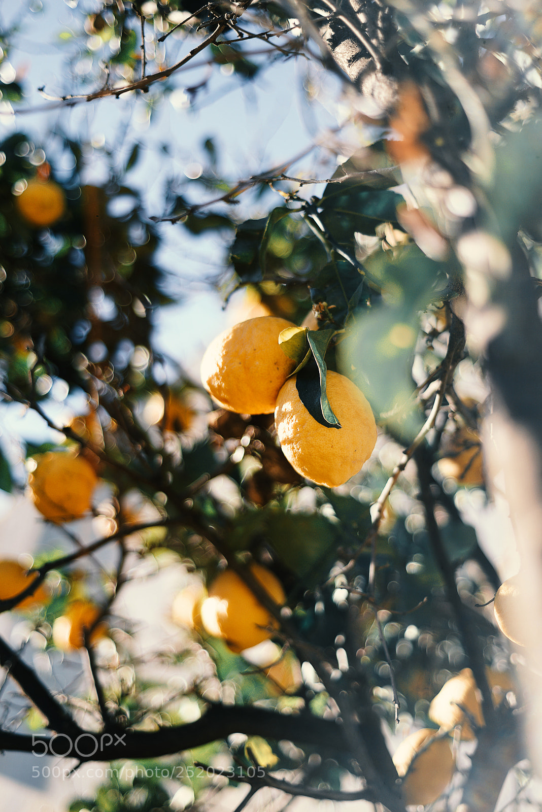 Nikon D610 sample photo. A lemon tree photography