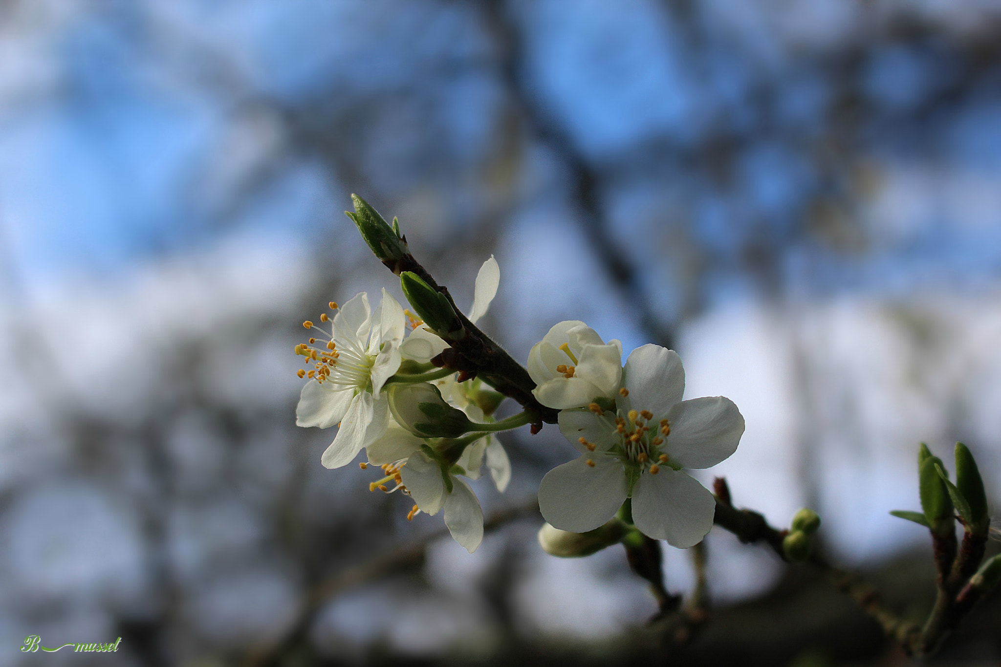 Canon EOS 1200D (EOS Rebel T5 / EOS Kiss X70 / EOS Hi) sample photo. Fleurs de prunier d'ente photography